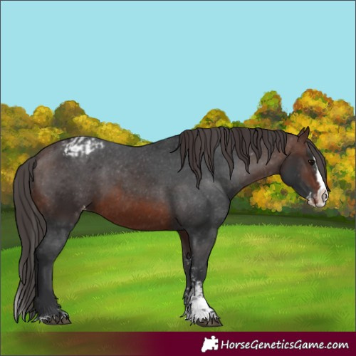 Horse Color:Brown Sabino Splash Varnish and Brown Sabino Splash Varnish Rabicano