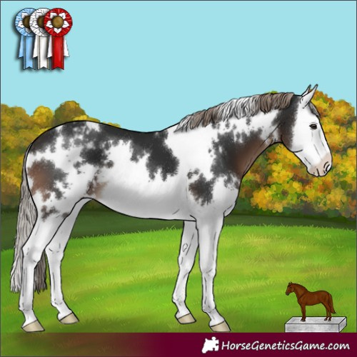 Horse Color:White Spotted Liver Chestnut Splash Appaloosa 