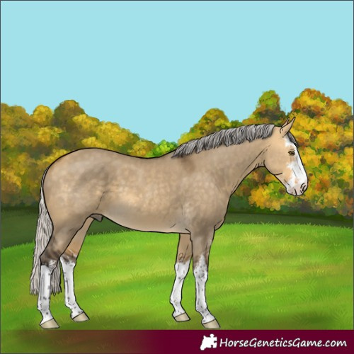 Horse Color:White Spotted Silver Buckskin Dun 