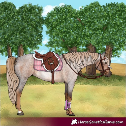 Horse Color:Gray Chocolate Palomino Roan