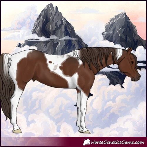 Horse Color:Liver Chestnut Tobiano