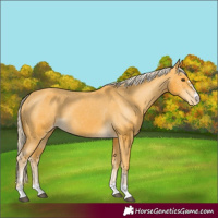 Horse Color:Palomino Appaloosa 