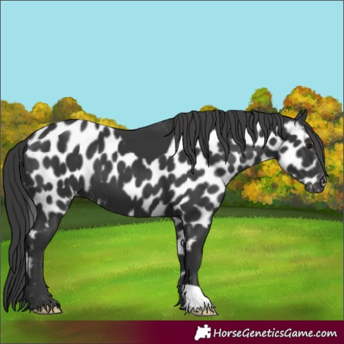 Horse Color:Black Skewed Appaloosa 