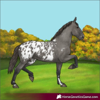 Horse Color:Grullo Appaloosa