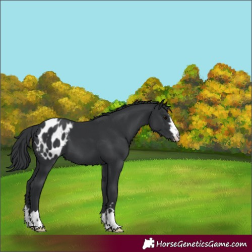 Horse Color:Black Appaloosa