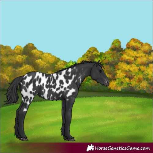 Horse Color:Black Appaloosa 