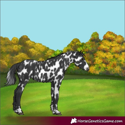 Horse Color:Black Skewed Appaloosa