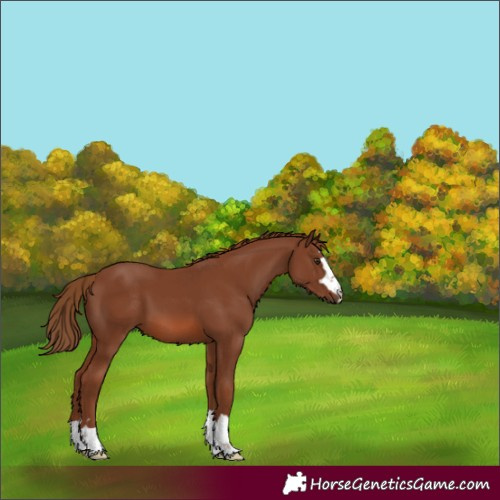 Horse Color:Chestnut 