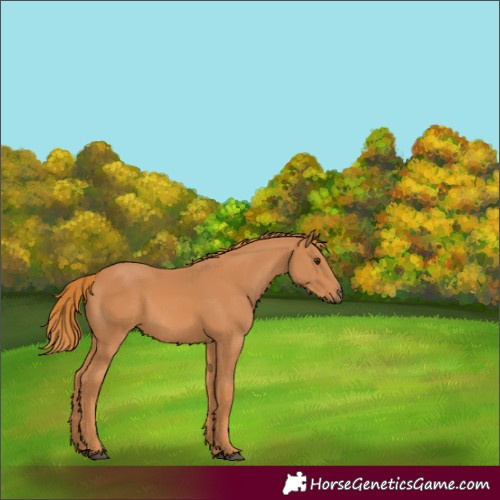 Horse Color:Chestnut 