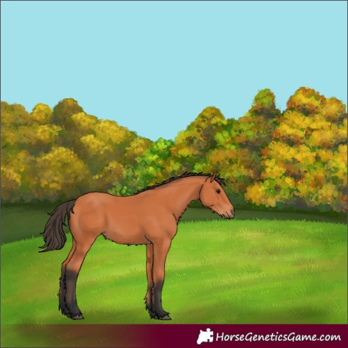 Horse Color:Bay 