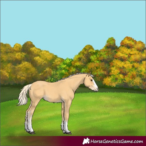 Horse Color:Palomino