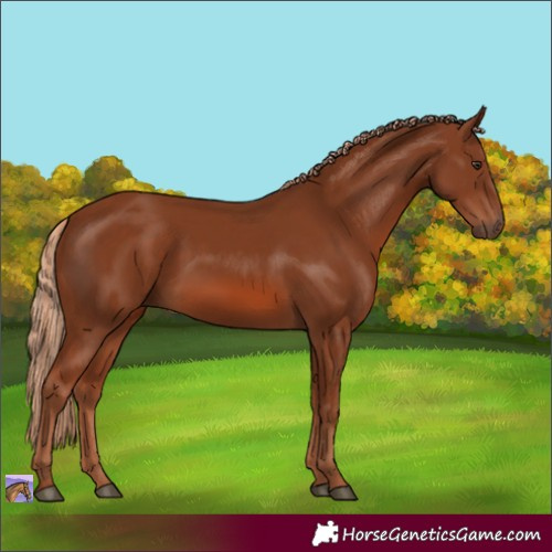 Horse Color:Chestnut 