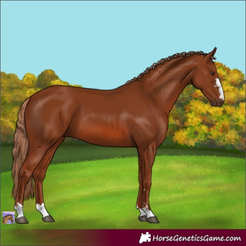 Horse Color:Chestnut 