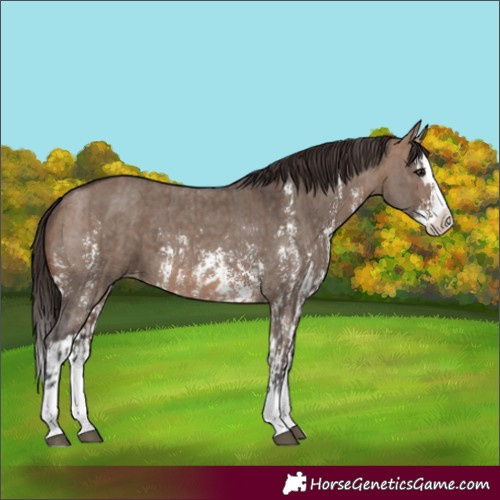 Horse Color:Brown Dun Sabino Splash Appaloosa and Brown Dun Sabino Splash Appaloosa