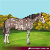 Horse Color:Brown Dun Sabino Splash Appaloosa  and Brown Dun Sabino Splash Appaloosa 