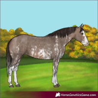 Horse Color:Brown Dun Sabino Splash Appaloosa and Brown Dun Sabino Splash Appaloosa