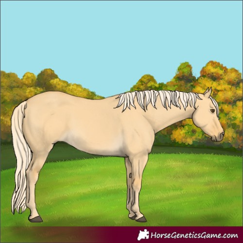 Horse Color:Palomino Dun 