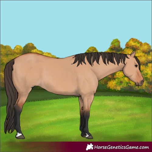 Horse Color:Bay Dun 