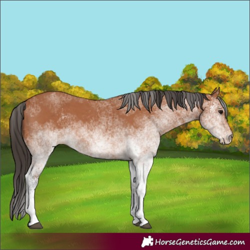 Horse Color:White Spotted Bay