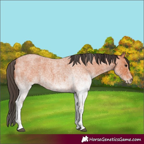 Horse Color:White Spotted Bay Roan 