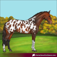 Horse Color:Bay Tobiano Near Leopard 