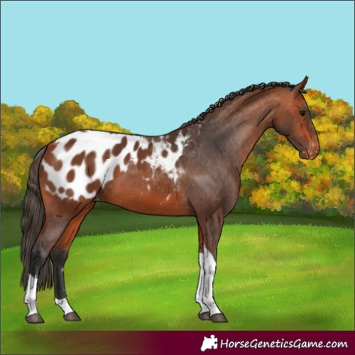 Horse Color:Bay Tobiano Appaloosa 
