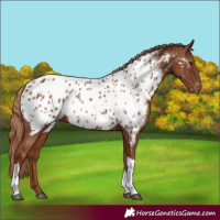 Horse Color:Chestnut Tobiano Appaloosa 