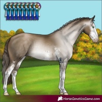 Horse Color:Gray Smoky Black Pearl Sabino 
