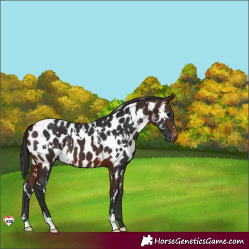 Horse Color:White Spotted Brown Appaloosa 