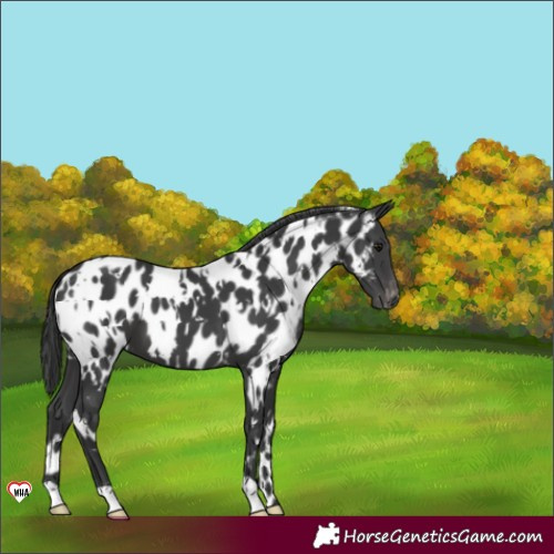 Horse Color:White Spotted Black Appaloosa 