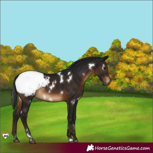 Horse Color:Gray White Spotted Brown Appaloosa Rabicano 