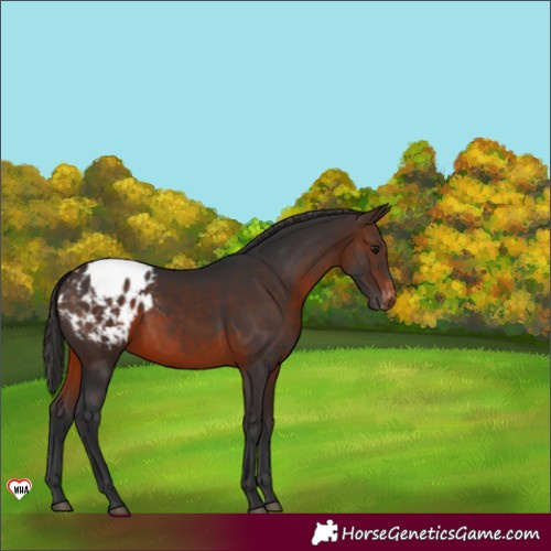 Horse Color:Brown Appaloosa 