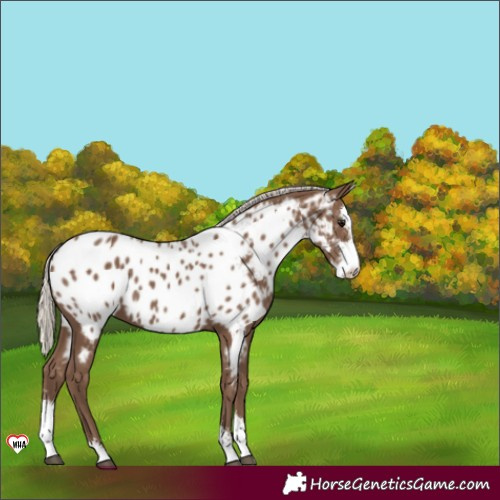 Horse Color:Silver Black Sabino Appaloosa 