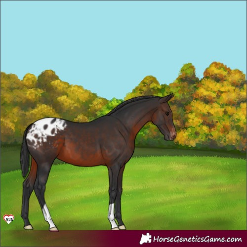 Horse Color:Brown Varnish 