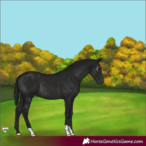 Horse Color:Gray Black 