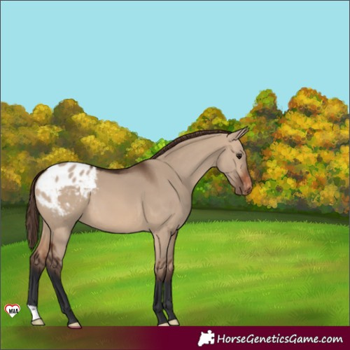 Horse Color:Brown Dun Varnish 