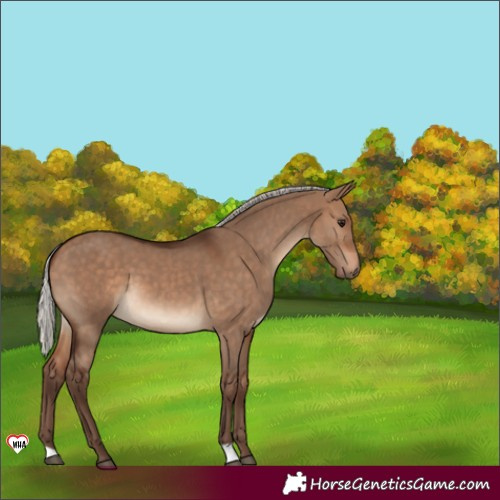 Horse Color:Silver Brown Dun 