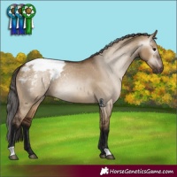 Horse Color:Gray Bay Dun Appaloosa 