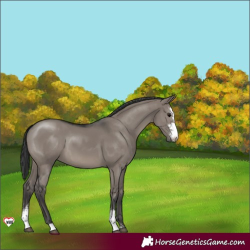Horse Color:Grullo Sabino 