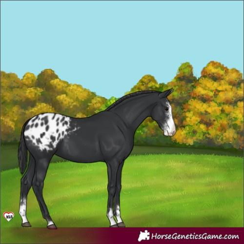 Horse Color:Black Sabino Appaloosa 