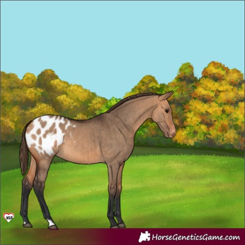 Horse Color:Bay Dun Appaloosa Brindle 