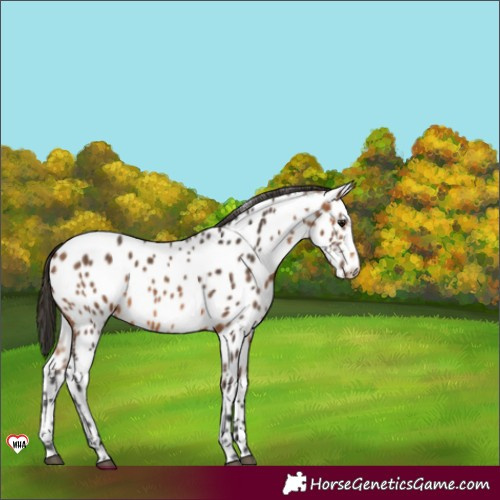 Horse Color:Bay Appaloosa 