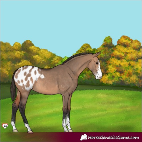 Horse Color:Bay Dun Sabino Appaloosa 