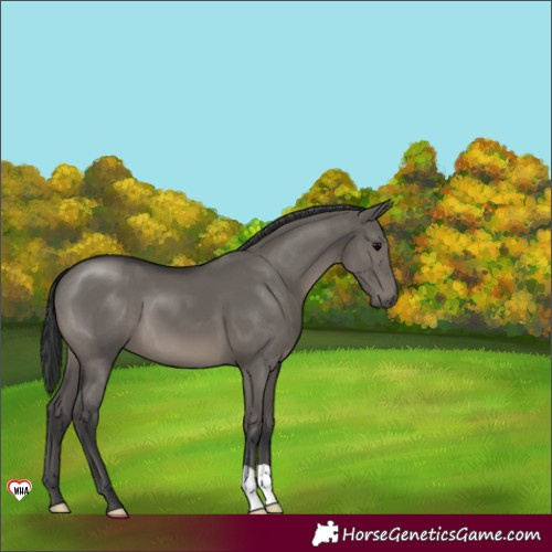 Horse Color:Grullo 