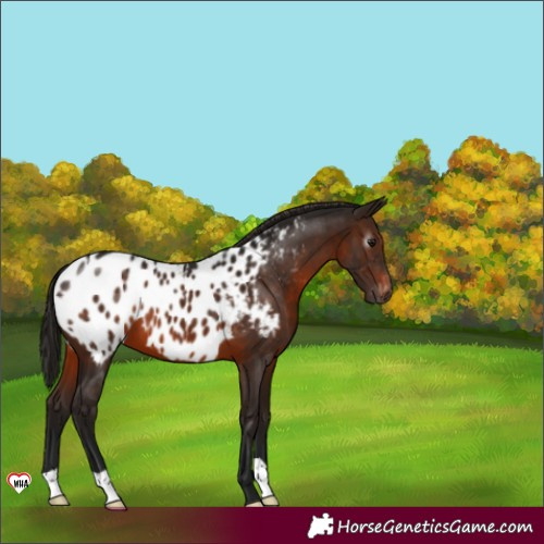Horse Color:Gray Brown Appaloosa 