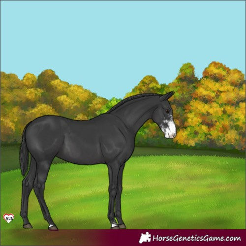 Horse Color:Black Sabino 