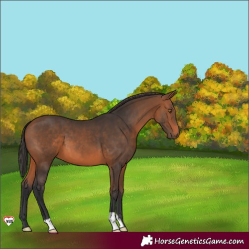 Horse Color:Bay 