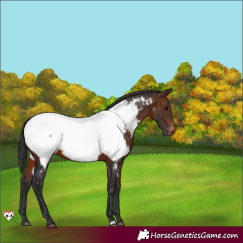 Horse Color:Brown Appaloosa 
