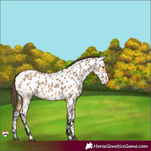 Horse Color:Bay Dun Appaloosa 