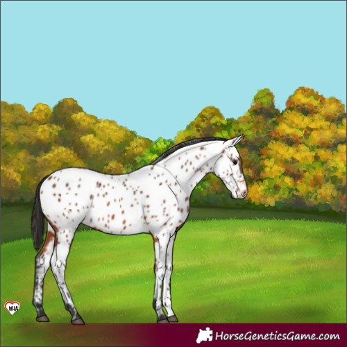 Horse Color:Bay Appaloosa 